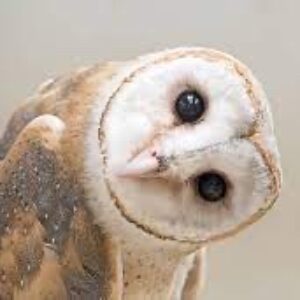 Profile photo of eman