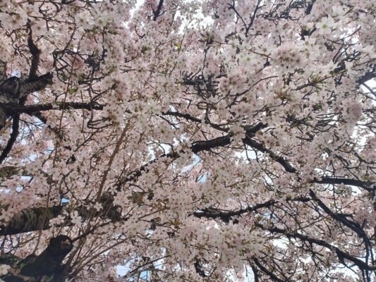 148199d4-8155-4935-ab96-277e6e31e65c